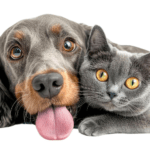 Consejos para proteger a perros y gatos del impacto de la pólvora y el estrés en época decembrina