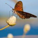 Del escenario al lente: la revolución de la fotografía en conciertos.
